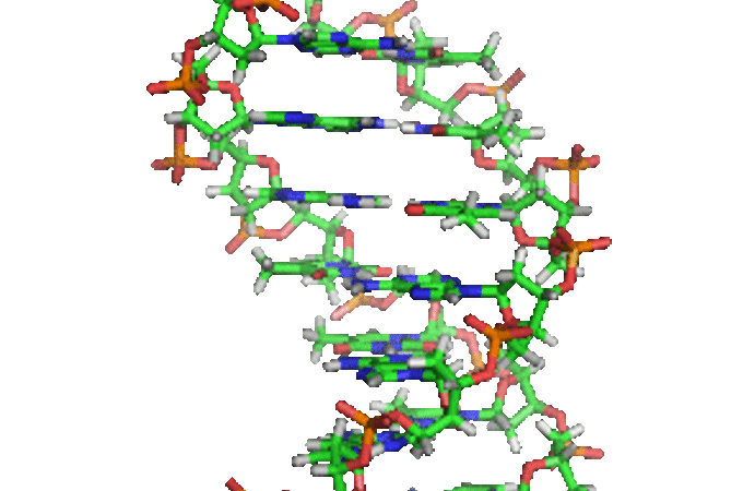 Die DNA: Basis der Molekularbiologie und Genomik. Foto: Wikipedia